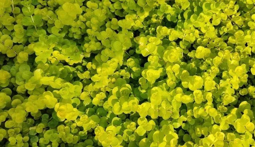 未來5年，農(nóng)業(yè)產(chǎn)業(yè)8大投資重點(diǎn)在哪里？